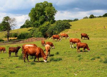 El COVID-19 cambia la percepción de los españoles sobre la agropecuaria