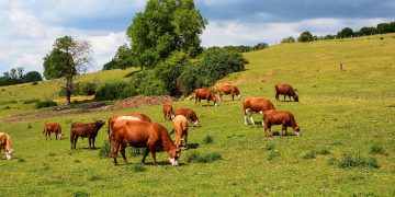 El COVID-19 cambia la percepción de los españoles sobre la agropecuaria