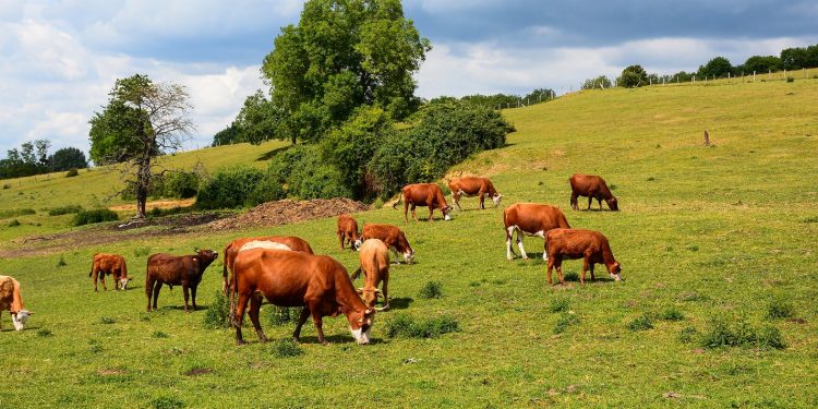 El COVID-19 cambia la percepción de los españoles sobre la agropecuaria