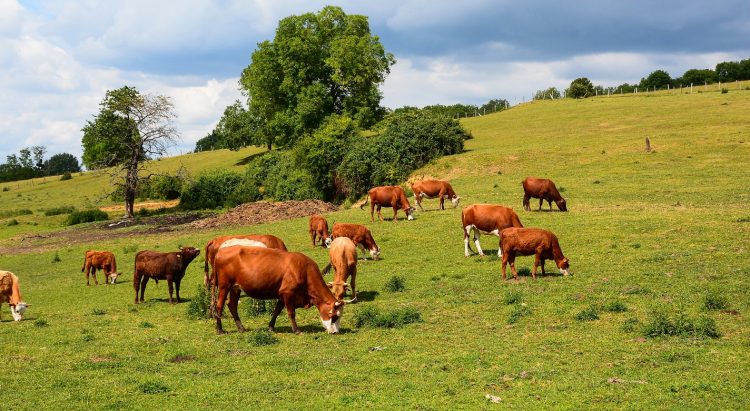 El COVID-19 cambia la percepción de los españoles sobre la agropecuaria