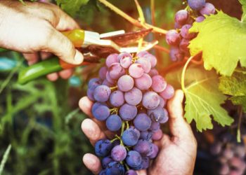 La vitivinicultura emplea a 40.000 personas y tiene gran potencial