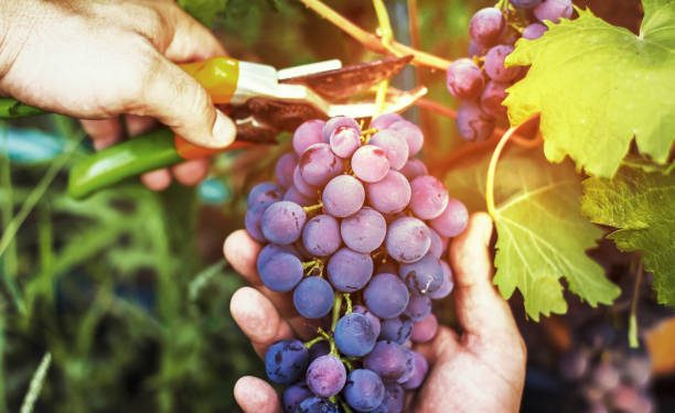 La vitivinicultura emplea a 40.000 personas y tiene gran potencial