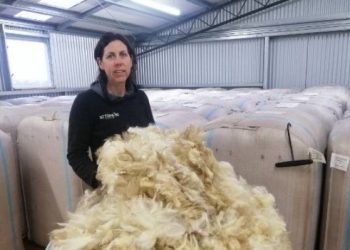 Piden al gobierno de Nueva Zelanda que use lana en edificios y programas de vivienda