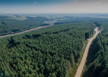 Lo forestal desplaza al ganadero