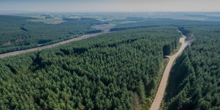 Lo forestal desplaza al ganadero