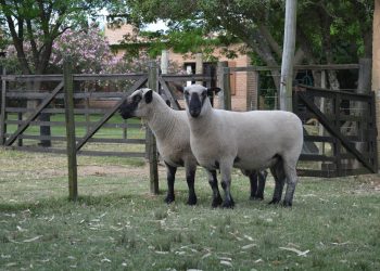 Dr. Capandeguy: Hampshire Down debería ser la raza buque insignia de la carne ovina