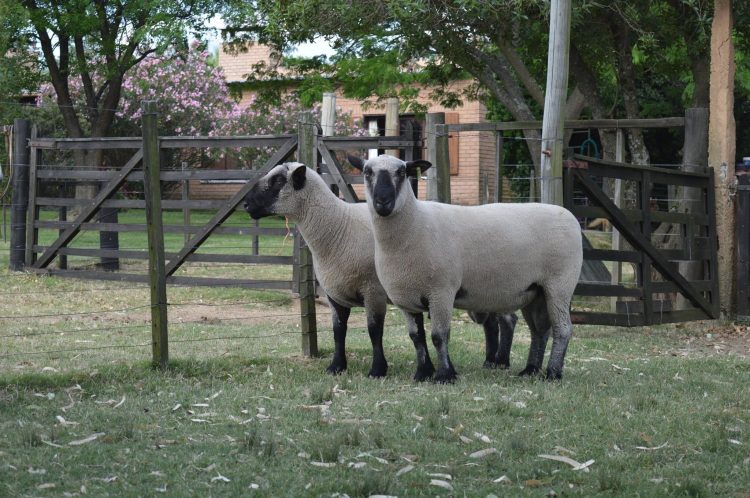 Dr. Capandeguy: Hampshire Down debería ser la raza buque insignia de la carne ovina
