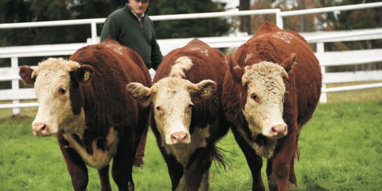 En el Prado, Hereford cumplirá con todas las expectativas