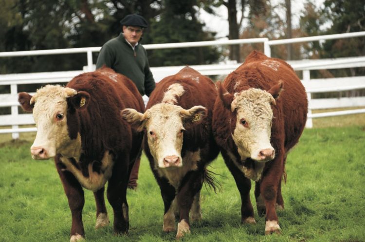 En el Prado, Hereford cumplirá con todas las expectativas