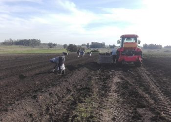 Producir una hectárea de cebollas requiere una inversión de US$ 10.000