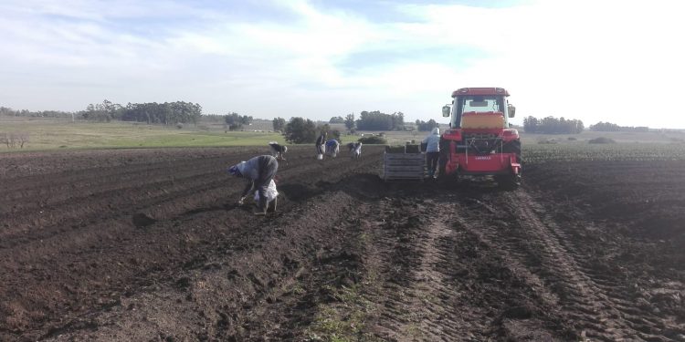 Producir una hectárea de cebollas requiere una inversión de US$ 10.000