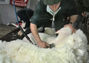 Otra baja de la lana que cerró la semana a US$ 6,68