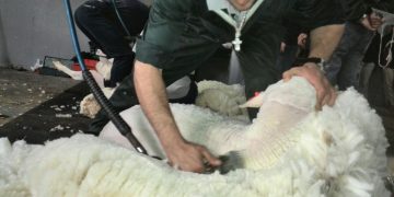 Otra baja de la lana que cerró la semana a US$ 6,68