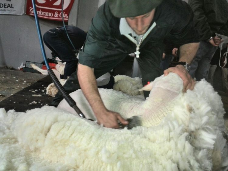 Otra baja de la lana que cerró la semana a US$ 6,68