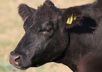 Consignatarios: faena con “alta participación de novillos y vaquillonas de corral”
