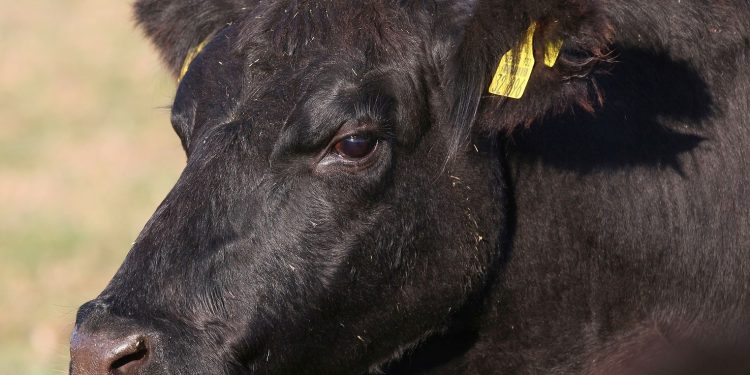 Consignatarios: faena con “alta participación de novillos y vaquillonas de corral”