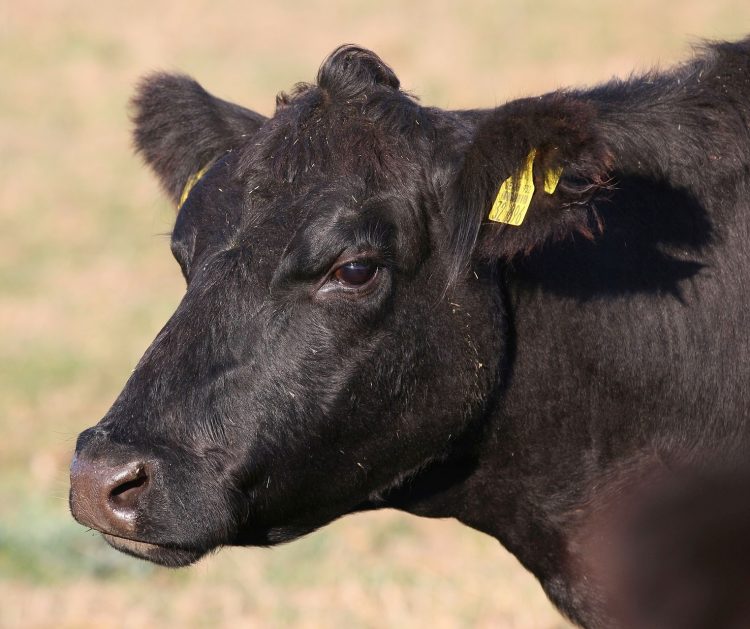 Consignatarios: faena con “alta participación de novillos y vaquillonas de corral”