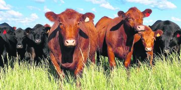 Carne y ganado: Precios entonados y perspectivas auspiciosas