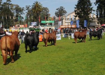 En la Sociedad Brangus “no dejamos de trabajar nunca”