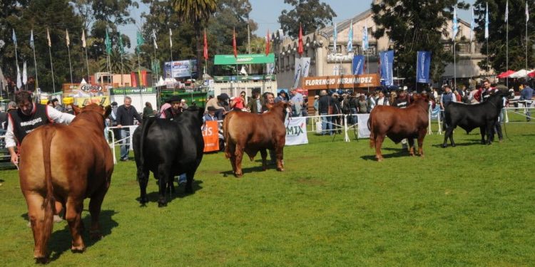 En la Sociedad Brangus “no dejamos de trabajar nunca”