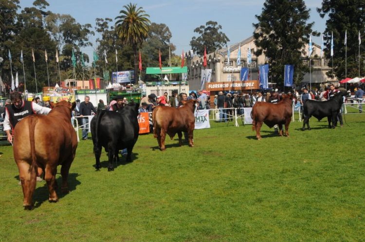 En la Sociedad Brangus “no dejamos de trabajar nunca”