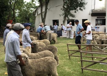 Con los predadores “se hace imperioso llegar a soluciones”, dijo el presidente de la Corriedale