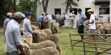 Con los predadores “se hace imperioso llegar a soluciones”, dijo el presidente de la Corriedale