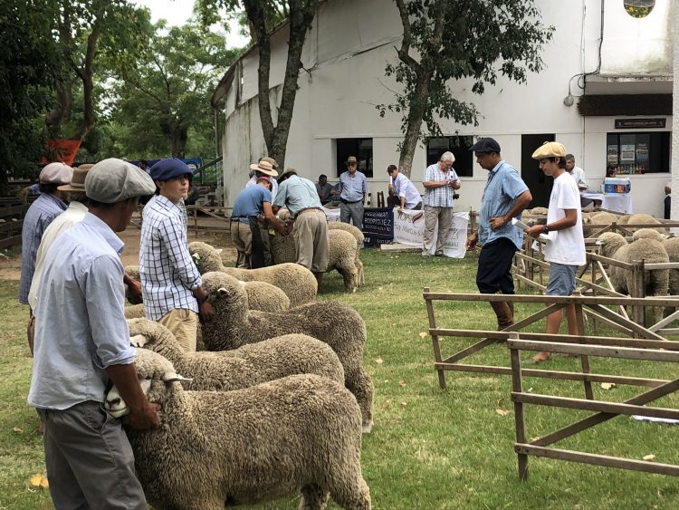 Con los predadores “se hace imperioso llegar a soluciones”, dijo el presidente de la Corriedale
