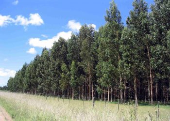 Choque de opiniones sobre limitación de la forestación que se discute en el Parlamento