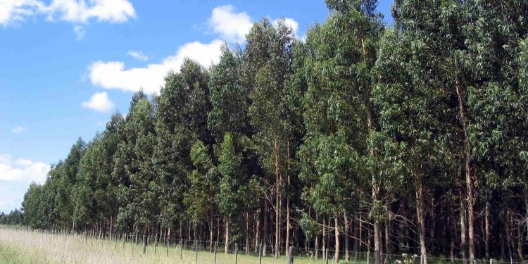Choque de opiniones sobre limitación de la forestación que se discute en el Parlamento