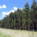 Choque de opiniones sobre limitación de la forestación que se discute en el Parlamento