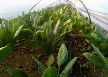 Ante la OEA, el director de IICA llamó a “proteger a nuestros agricultores”