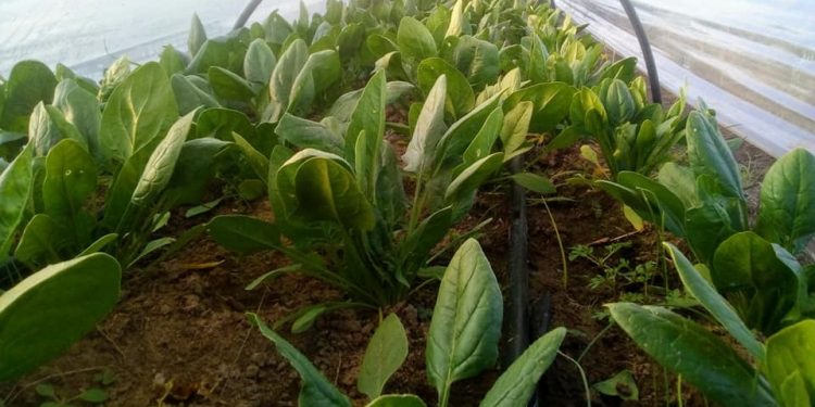 Ante la OEA, el director de IICA llamó a “proteger a nuestros agricultores”