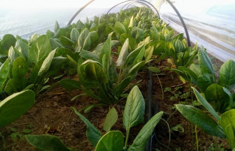 Ante la OEA, el director de IICA llamó a “proteger a nuestros agricultores”