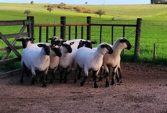 Hampshire Down en el Prado hará todas las actividades permitidas