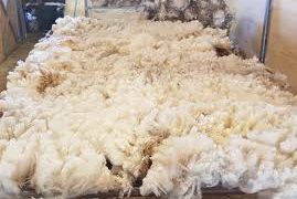 Caída libre de la lana que ayer cerró a US$ 6,85