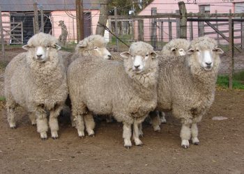 Australia volvió del receso con la lana cayendo US$ 0,64