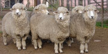 Australia volvió del receso con la lana cayendo US$ 0,64