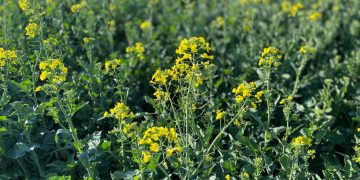 En Tafirel “vemos con optimismo la diversificación de cultivos de invierno”