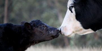 El mercado de hacienda corrigió los valores