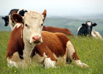 ACG: con aumento de la faena, leve ajuste en los valores