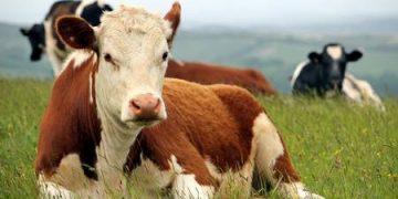 ACG: con aumento de la faena, leve ajuste en los valores