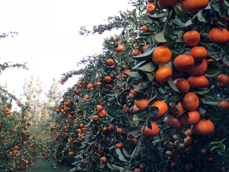 En Azucitrus “estamos en un constante proceso de reconversión”