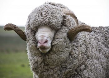 El valor de la lana sigue desplomándose