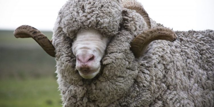 El valor de la lana sigue desplomándose
