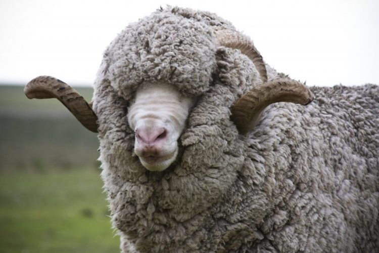 El valor de la lana sigue desplomándose