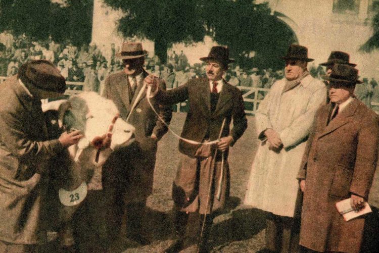 “El Rubio”: un emblema de la raza Hereford, que hizo historia