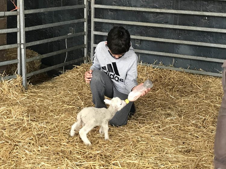 Guardería de corderos: una experiencia para vivir el campo en la ciudad durante el Prado