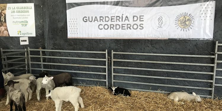 Guardería de corderos: una experiencia para vivir el campo en la ciudad durante el Prado