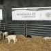 Guardería de corderos: una experiencia para vivir el campo en la ciudad durante el Prado